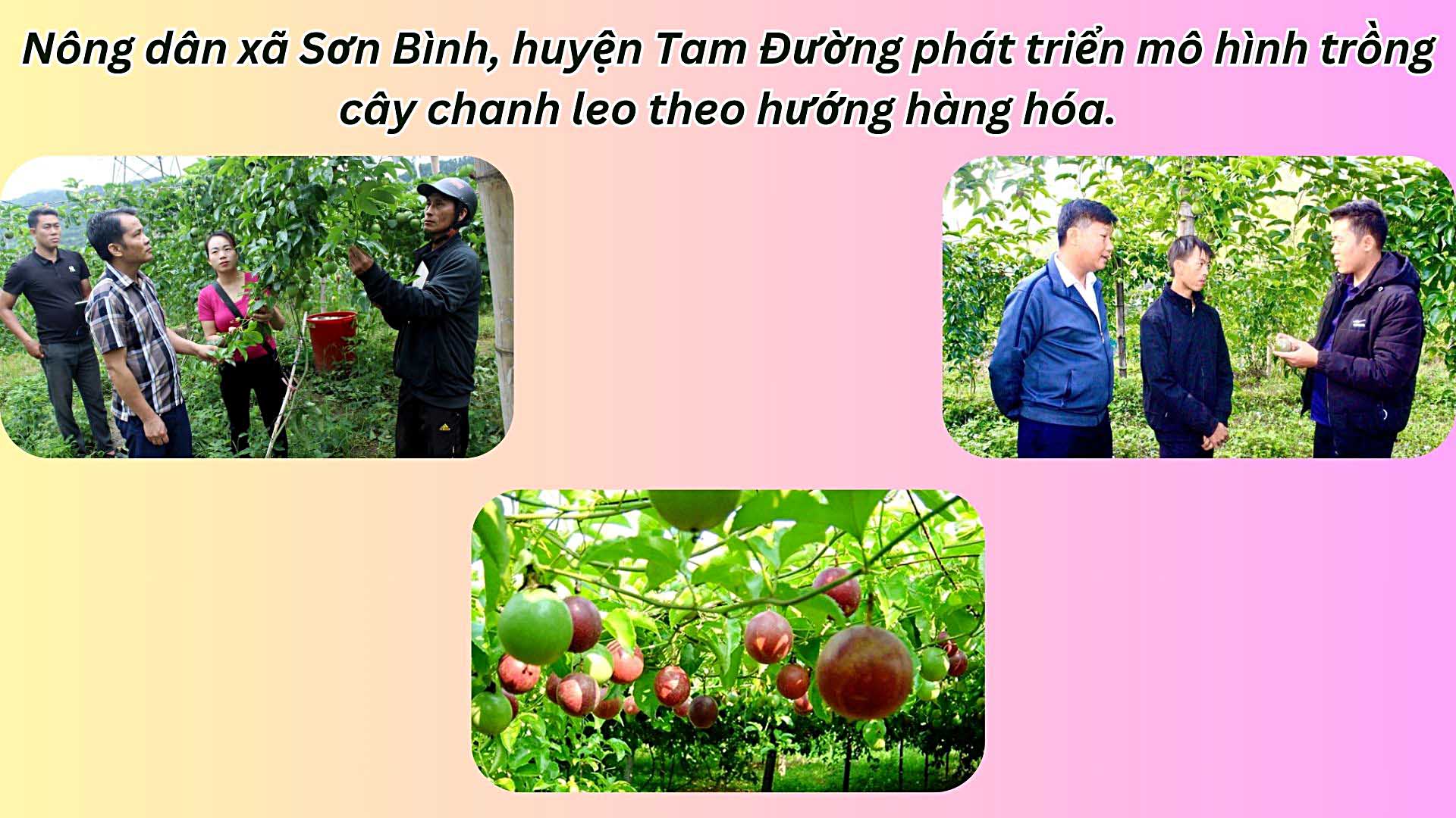 Ảnh thứ 4 trong tổng số 3 ảnh